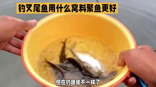 钓叉尾鮰鱼用什么窝料-推荐鸡鸭饲料混合猪肝虾粉#钓鱼人