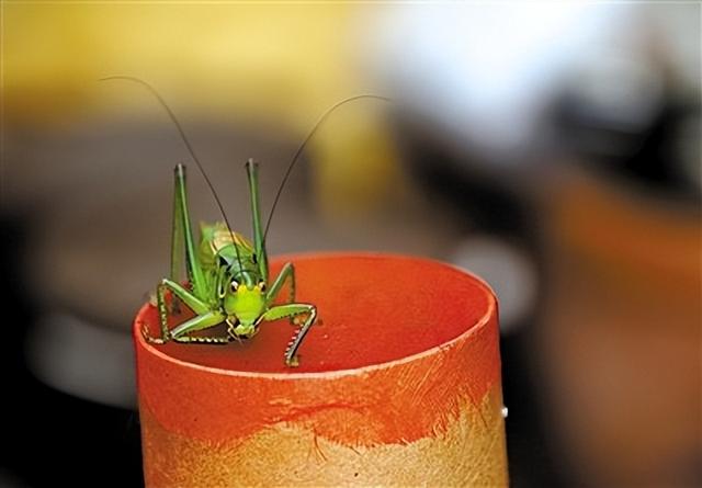 蝈蝈能吃又能玩，科学养殖，降低伤残率，实现食品赏玩行业双收益