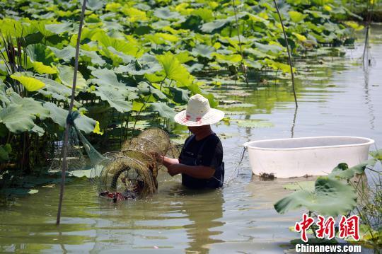 “网红”小龙虾引进广西农田养殖 虾农捞虾忙