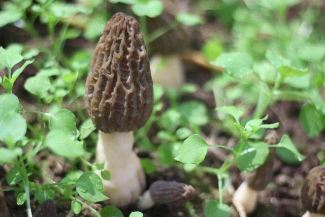 野生菌和种植菌的三大区别，怪不得野生的要贵很多！没有可比性