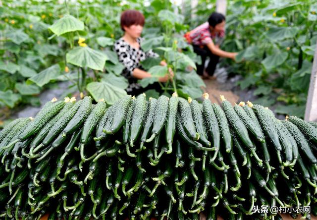 农产品卖不起价怎么办？这5个农产品销售渠道，你都了解哪些？