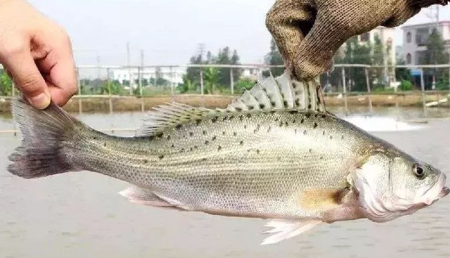 野生鲈鱼与养殖鲈鱼