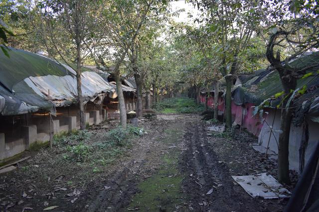 养鸡，搭建简易棚舍危害大！三个要点不能忽视