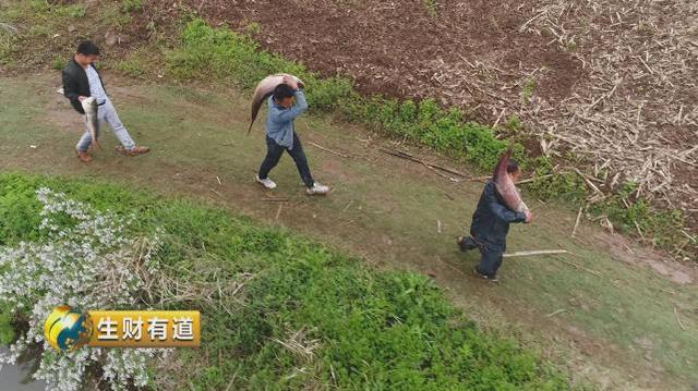 湖北省十堰市余家湾：生态种植村带来新财路！村民在家门口实现1年收入十几万