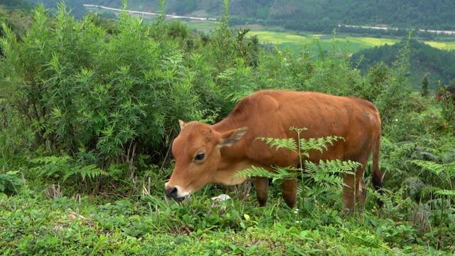 深山寻宝：它是广西三大黄牛之一，你吃过吗？