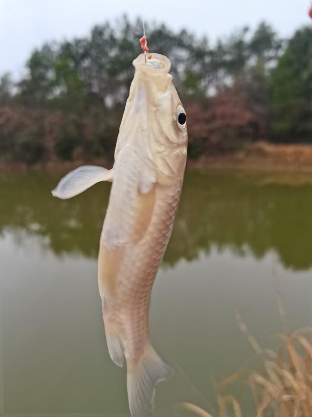 可遇不可求的土鲫鱼，看着就觉得舒服