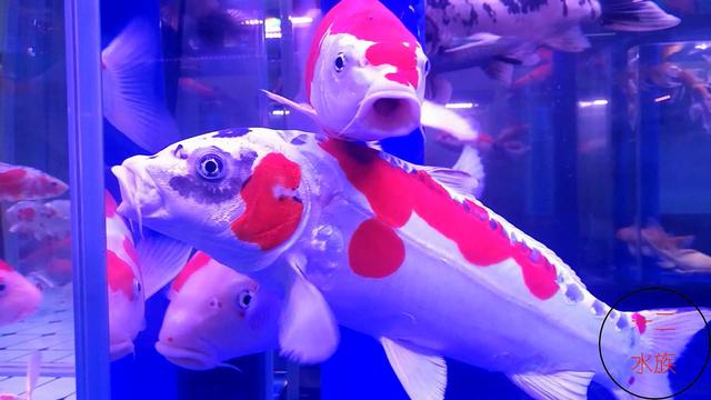 北京探店新发现，锦鲤水族店，原来水族箱养锦鲤是那么漂亮