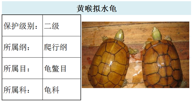 国家最新水生野生保护动物名录（共计三百余种），第3期