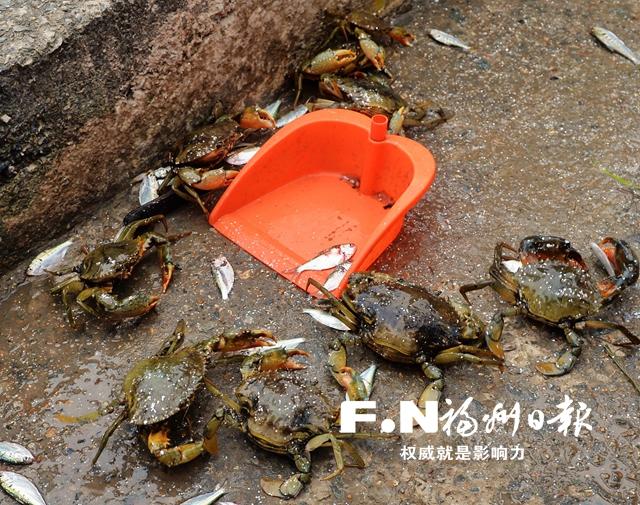 探访琅岐红蟳养殖基地：饵料丰盛个头大 饲养讲究水域佳