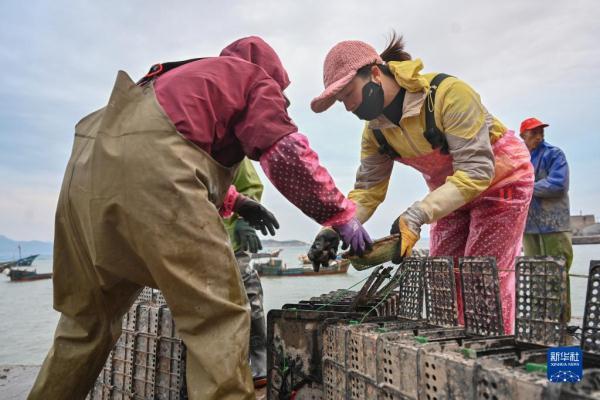 福建连江：探索鲍鱼深远海养殖模式