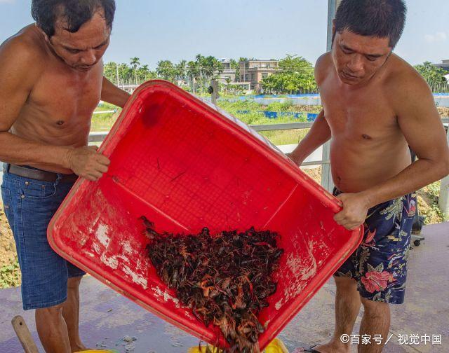 海南琼海：引养小龙虾 拓宽脱贫路