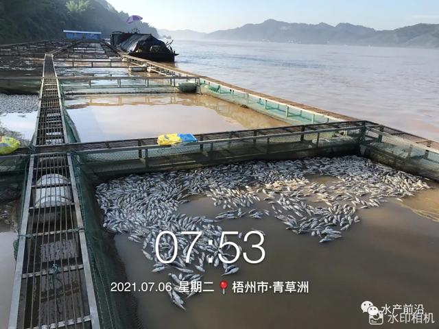 梧州网箱养鱼连续4年暴毙，今年死鱼又堆成山