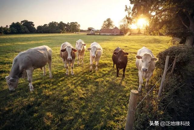 养殖场是如何高效管理的？这个技巧赶紧用起来