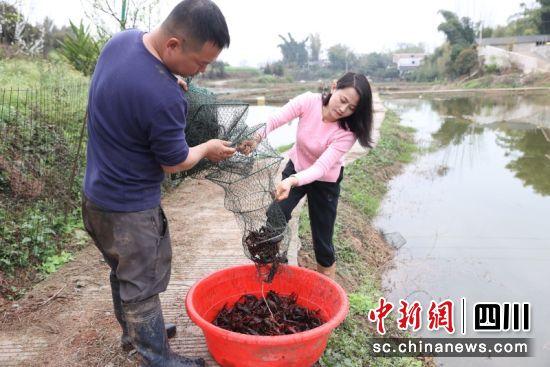 宜宾翠屏：水产养殖“夫妻店” 乡村振兴携手行