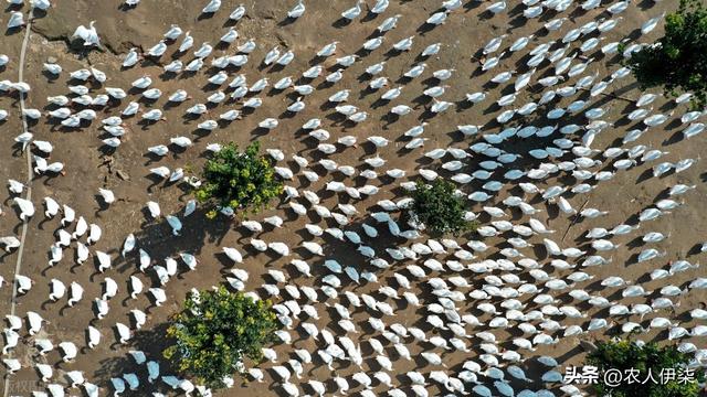 养殖的“合同陷阱”，合作养殖了6000多只鸭子，耗时耗力零利润