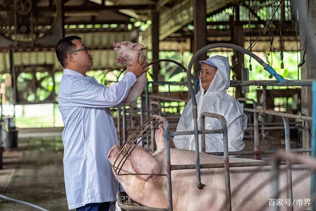 河南千亿首富豪赌养猪场：身家超雷军，半年卖了600多万头猪