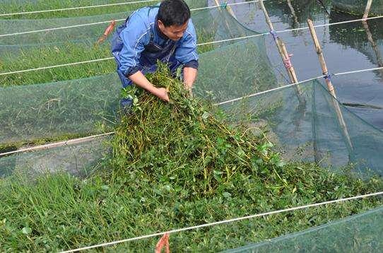 家庭式黄鳝生态养殖，既简单又创收。适合农民小规模养殖