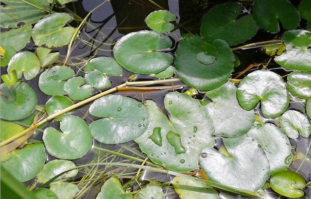 浮萍、紫背浮萍培植管理技术