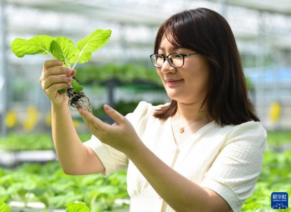 三位香港青年的蔬菜梦工厂