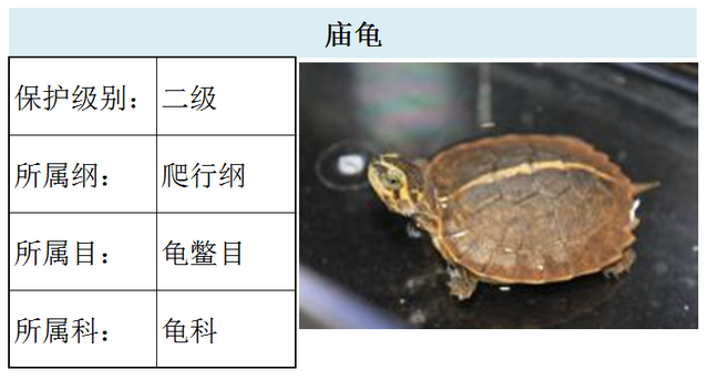 国家最新水生野生保护动物名录（共计三百余种），第3期
