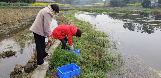 九洪乡石塔山村：龙虾养殖打开致富新门路