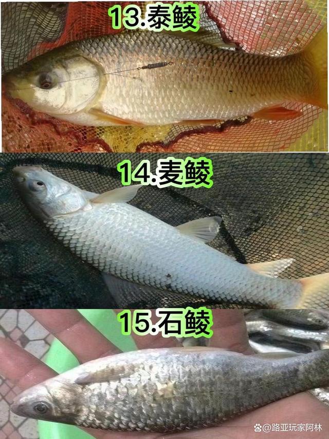 一定要认识的57种常见淡水鱼品种