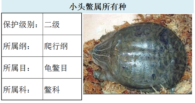 国家最新水生野生保护动物名录（共计三百余种），第3期