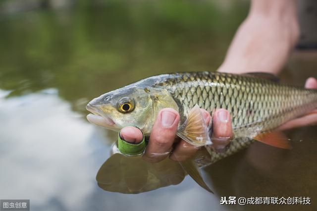 很多人都吃过鲢鱼，但是基本都不会养，这四个步骤才是关键