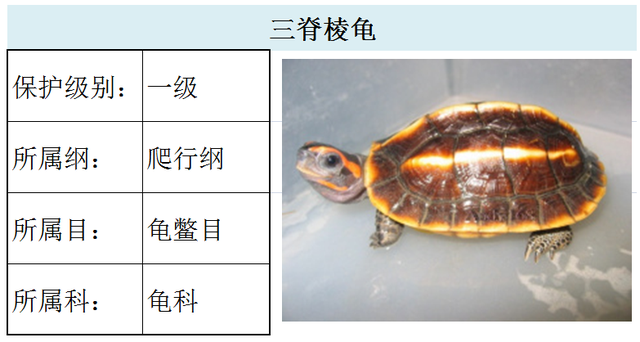 国家最新水生野生保护动物名录（共计三百余种），第3期