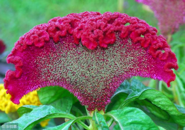 鸡冠花的养护方法，学会这4个要点，植株生长旺盛花大又艳丽