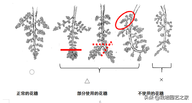 每日连载：二、日本大版附阳光玫瑰栽培手册