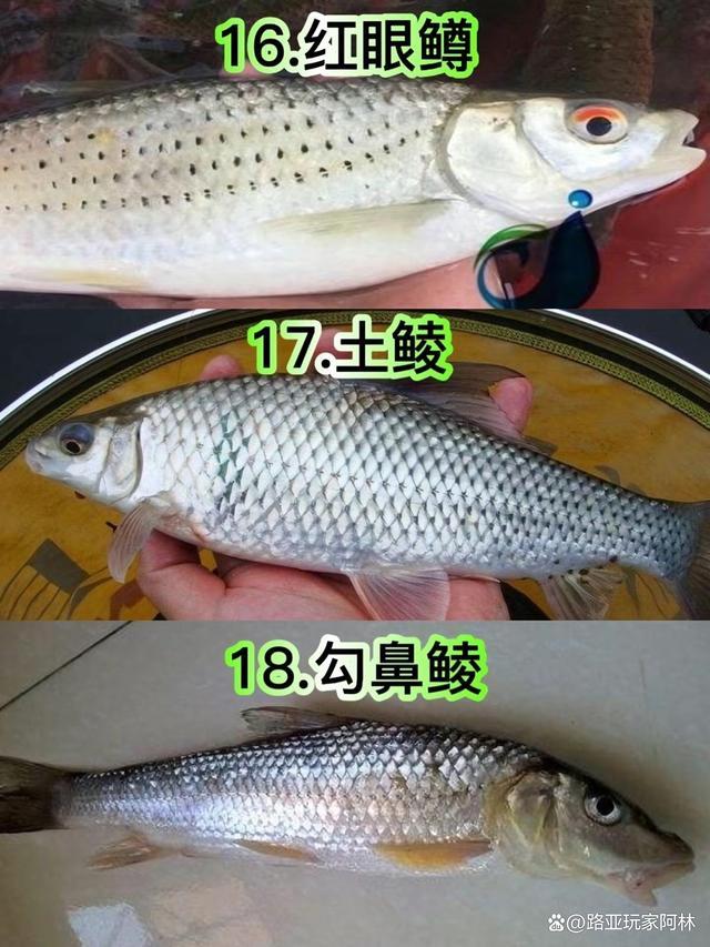 一定要认识的57种常见淡水鱼品种