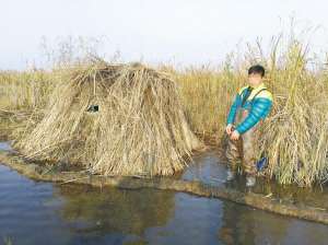 绍兴养殖野鸭(来绍兴过冬的野鸭被人盯上了 一天抓获6名违法狩猎者)