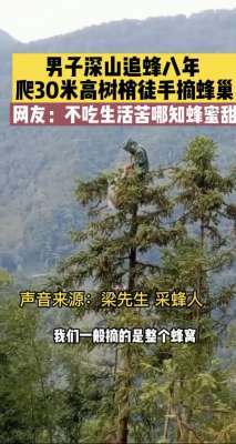 宜宾胡蜂养殖(富贵险中求？湖北男子爬30米大树摘蜂巢，背后是疯狂的胡蜂产业)