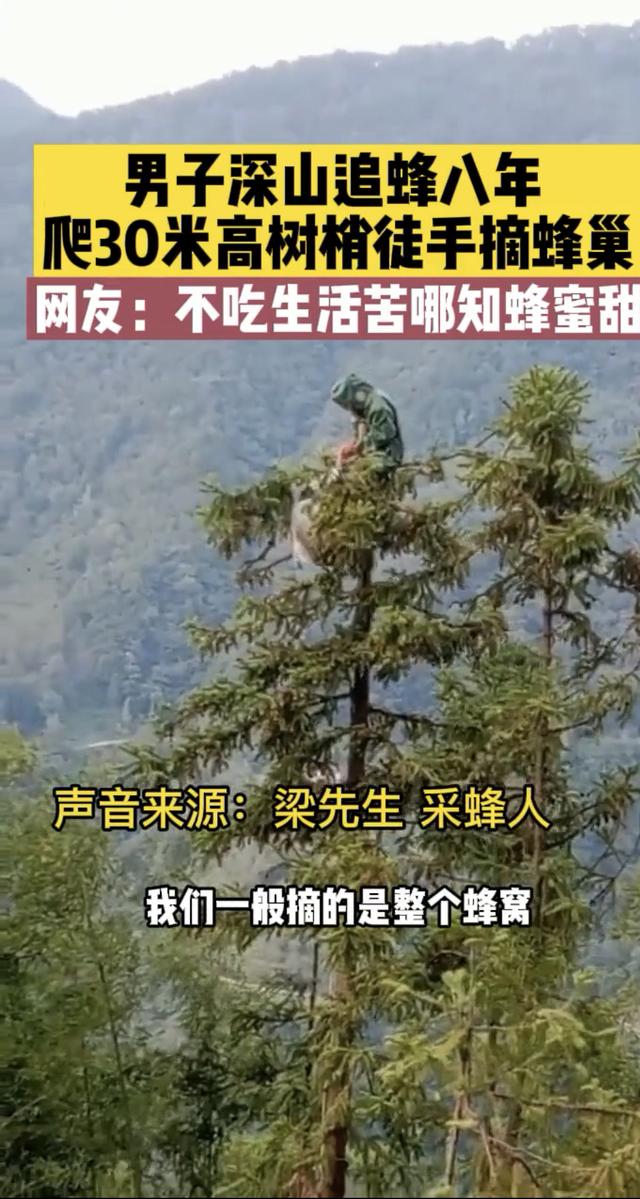 富贵险中求？湖北男子爬30米大树摘蜂巢，背后是疯狂的胡蜂产业