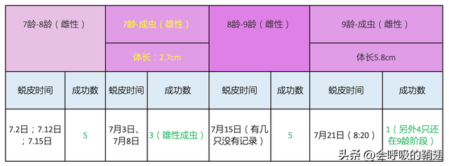 昆虫饲养笔记：4个月喂养10只兰花螳螂，我们经历了什么？