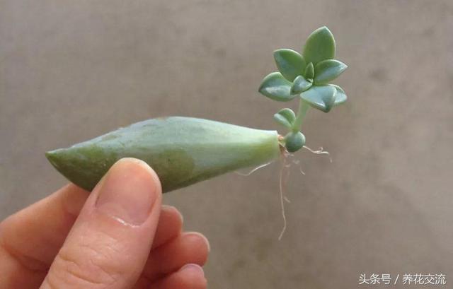 养护多肉植物的5个常见的技巧，播种和培育都很容易上手