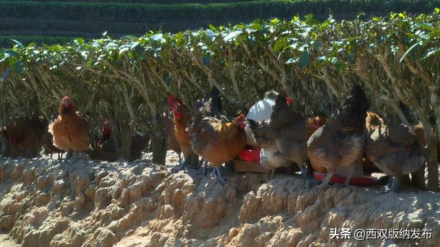 养殖生态茶花鸡 扩宽村民致富路