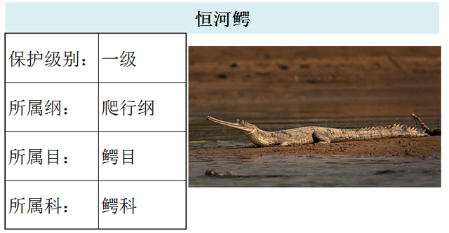 国家最新水生野生保护动物名录（共计三百余种），第3期