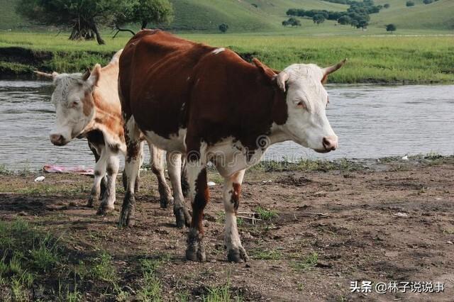 养殖的补贴标准，欢迎大家参考