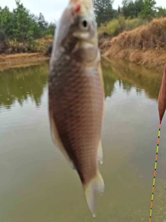 可遇不可求的土鲫鱼，看着就觉得舒服