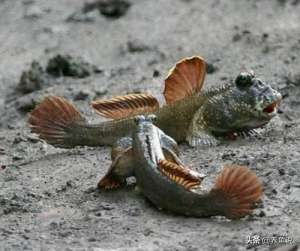 室内养殖鱼(国产神鱼，从人类食物晋升到水族观赏鱼宠儿，淡水可室内鱼缸饲养)