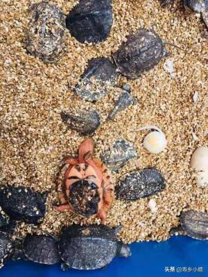 石钱龟养殖(石金钱龟种龟产卵、孵化的基本技术介绍)