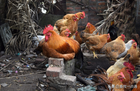 肉鸡场建设规划设计应注意哪些细节？