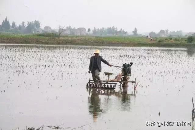 小龙虾养殖水深要不要紧？水位太深是否有影响？