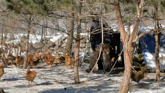 天寒地冻 ，绿色养殖 ，不管多冷，沟味儿柴鸡一直等你们呦！