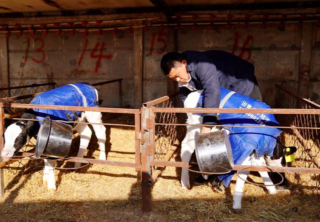 （新华全媒+）河北新河：大学生回乡创业养牛带领群众致富