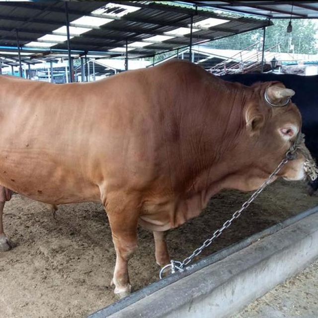 鲁西黄肉牛养殖场