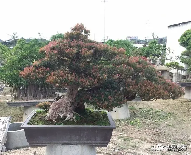 赤楠盆景的生物特性与栽培管理技术要点