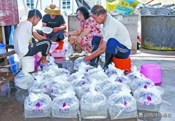 年产值超6亿元！阳江这个镇的海水鱼苗繁育已成为特色产业